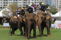 Pictures from 2016 King's Cup Elephant Polo in Bangkok, Thailand.