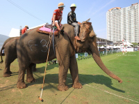 Pictures from 2016 King's Cup Elephant Polo in Bangkok, Thailand.