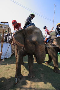 Pictures from 2016 King's Cup Elephant Polo in Bangkok, Thailand.