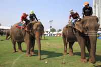 Pictures from 2016 King's Cup Elephant Polo in Bangkok, Thailand.