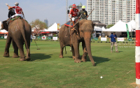 Pictures from 2016 King's Cup Elephant Polo in Bangkok, Thailand.