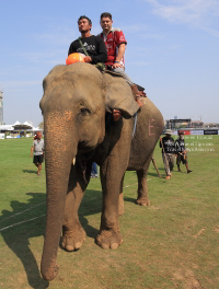 Pictures from 2016 King's Cup Elephant Polo in Bangkok, Thailand.