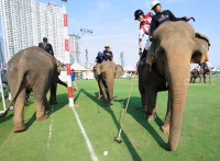 Pictures from 2016 King's Cup Elephant Polo in Bangkok, Thailand.