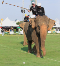 Pictures from 2016 King's Cup Elephant Polo in Bangkok, Thailand.