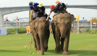 Pictures from 2016 King's Cup Elephant Polo in Bangkok, Thailand.