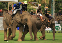 Pictures from 2016 King's Cup Elephant Polo in Bangkok, Thailand.