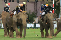 Pictures from 2016 King's Cup Elephant Polo in Bangkok, Thailand.