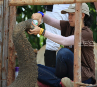 Pictures from 2016 King's Cup Elephant Polo in Bangkok, Thailand.