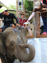 Pictures from 2016 King's Cup Elephant Polo in Bangkok, Thailand.