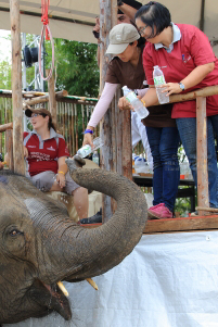 Pictures from 2016 King's Cup Elephant Polo in Bangkok, Thailand.