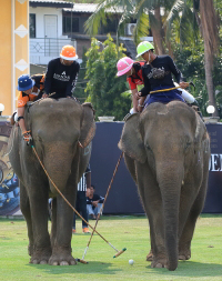 Pictures from 2016 King's Cup Elephant Polo in Bangkok, Thailand.