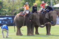 Pictures from 2016 King's Cup Elephant Polo in Bangkok, Thailand.