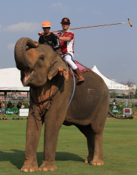 Pictures from 2016 King's Cup Elephant Polo in Bangkok, Thailand.