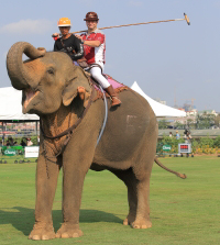 Pictures from 2016 King's Cup Elephant Polo in Bangkok, Thailand.