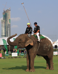 Pictures from 2016 King's Cup Elephant Polo in Bangkok, Thailand.