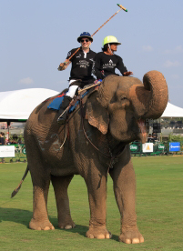 Pictures from 2016 King's Cup Elephant Polo in Bangkok, Thailand.