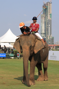 Pictures from 2016 King's Cup Elephant Polo in Bangkok, Thailand.