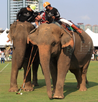 Pictures from 2016 King's Cup Elephant Polo in Bangkok, Thailand.