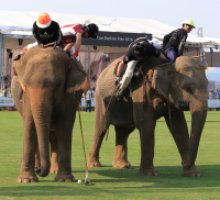 Pictures from 2016 King's Cup Elephant Polo in Bangkok, Thailand.