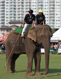 Pictures from 2016 King's Cup Elephant Polo in Bangkok, Thailand.