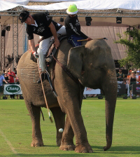 Pictures from 2016 King's Cup Elephant Polo in Bangkok, Thailand.