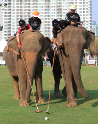 Pictures from 2016 King's Cup Elephant Polo in Bangkok, Thailand.