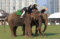 Pictures from 2016 King's Cup Elephant Polo in Bangkok, Thailand.