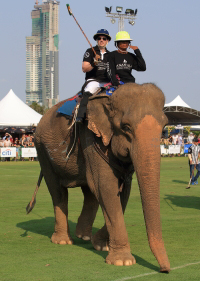 Pictures from 2016 King's Cup Elephant Polo in Bangkok, Thailand.