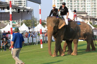 Pictures from 2016 King's Cup Elephant Polo in Bangkok, Thailand.