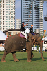 Pictures from 2016 King's Cup Elephant Polo in Bangkok, Thailand.