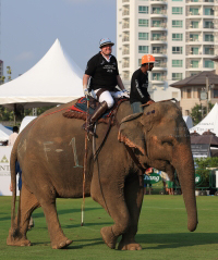 Pictures from 2016 King's Cup Elephant Polo in Bangkok, Thailand.