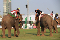 Pictures from 2016 King's Cup Elephant Polo in Bangkok, Thailand.