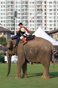 Pictures from 2016 King's Cup Elephant Polo in Bangkok, Thailand.