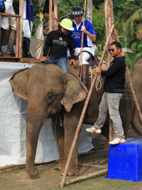 Pictures from 2016 King's Cup Elephant Polo in Bangkok, Thailand.