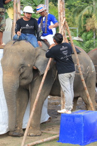 Pictures from 2016 King's Cup Elephant Polo in Bangkok, Thailand.