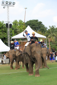 Pictures from 2016 King's Cup Elephant Polo in Bangkok, Thailand.