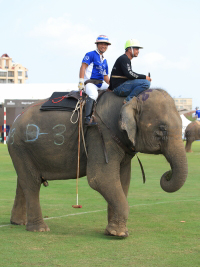 Pictures from 2016 King's Cup Elephant Polo in Bangkok, Thailand.