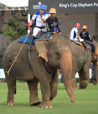 Pictures from 2016 King's Cup Elephant Polo in Bangkok, Thailand.