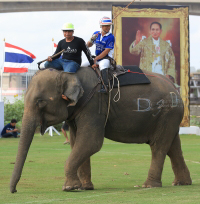 Pictures from 2016 King's Cup Elephant Polo in Bangkok, Thailand.