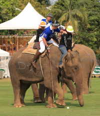 Pictures from 2016 King's Cup Elephant Polo in Bangkok, Thailand.