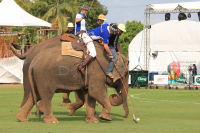 Pictures from 2016 King's Cup Elephant Polo in Bangkok, Thailand.