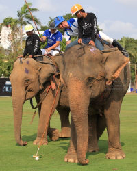 Pictures from 2016 King's Cup Elephant Polo in Bangkok, Thailand.