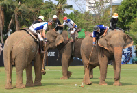 Pictures from 2016 King's Cup Elephant Polo in Bangkok, Thailand.