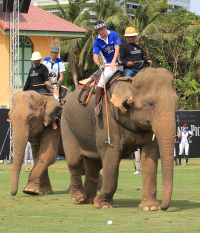 Pictures from 2016 King's Cup Elephant Polo in Bangkok, Thailand.