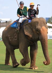 Pictures from 2016 King's Cup Elephant Polo in Bangkok, Thailand.