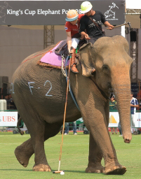 Pictures from 2016 King's Cup Elephant Polo in Bangkok, Thailand.