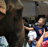 Pictures from 2016 King's Cup Elephant Polo in Bangkok, Thailand.