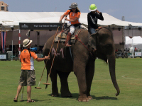 Pictures from 2016 King's Cup Elephant Polo in Bangkok, Thailand.