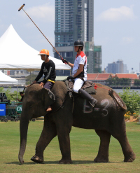 Pictures from 2016 King's Cup Elephant Polo in Bangkok, Thailand.