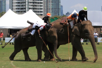 Pictures from 2016 King's Cup Elephant Polo in Bangkok, Thailand.